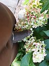 In de voortuin om 6.30 uur ., foto 3000x4000, 5 reacties, 20 stemmen