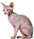 Kale poes, foto 220x252, 75 reacties, 105 stemmen