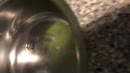 Koffie maken, film 00:00:18, 0 reacties, 2 stemmen