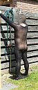 Koude douche, foto 642x1515, 0 reacties, 9 stemmen