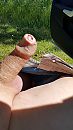 Lekker even spelen, foto 2250x4000, 5 reacties, 18 stemmen