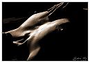 LowKey verwennen, foto 3139x2198, 2 reacties, 19 stemmen