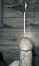 Met of zonder condoom?, foto 995x1672, 0 reacties, 9 stemmen