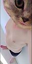 Miauwkes..., foto 574x1130, 1 reacties, 4 stemmen