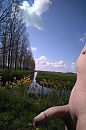 Mooi Hollands Plaatje, foto 2176x3264, 11 reacties, 33 stemmen