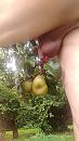 Perenoogst, foto 1458x2592, 3 reacties, 9 stemmen