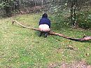 String in het bos, foto 4000x3000, 25 reacties, 114 stemmen