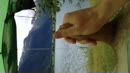 Vakantie..., film 00:00:23, 33 reacties, 88 stemmen