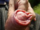 Verschrompeld uit de broek, foto 4000x3000, 0 reacties, 5 stemmen