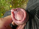 Verschrompeld uit de broek, foto 4000x3000, 0 reacties, 7 stemmen