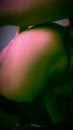 Welke dame of stel doet mee, film 00:00:10, 35 reacties, 239 stemmen