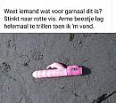 Wie weet dit, foto 1079x969, 0 reacties, 7 stemmen