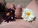 Zeg het met bloemen, foto 4000x3000, 6 reacties, 15 stemmen