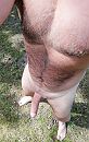 Zo in het wild, foto 2084x3261, 1 reacties, 8 stemmen