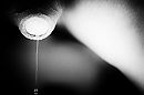 druppel, foto 4000x2669, 9 reacties, 23 stemmen