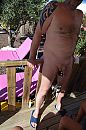 foto, foto 2666x4000, 3 reacties, 15 stemmen