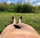 lekker zon genot, foto 3182x3024, 2 reacties, 13 stemmen