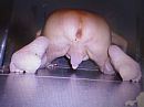 liefhebbers?, foto 1984x1488, 9 reacties, 26 stemmen