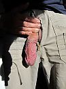 pik er uit, foto 3000x4000, 1 reacties, 5 stemmen