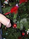 prettige feestdagen gewenst, foto 3000x4000, 10 reacties, 4 stemmen