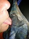 Aflikken, foto 3002x4000, 5 reacties, 10 stemmen