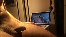 Cam, foto 1334x750, 1 reacties, 8 stemmen
