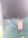 Eikel, foto 2472x3296, 3 reacties, 19 stemmen
