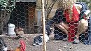 Flappie en de kippetjes, foto 3345x1882, 15 reacties, 164 stemmen