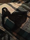 Geile natte string, foto 2448x3264, 13 reacties, 54 stemmen