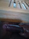 Geillllll wakker, foto 540x720, 0 reacties, 1 stemmen