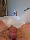 Giel in bad, foto 3000x4000, 3 reacties, 7 stemmen