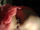 Goedemorgen, foto 1523x1142, 16 reacties, 111 stemmen