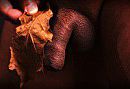 Herfst, foto 200x138, 1 reacties, 6 stemmen