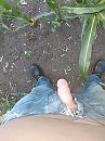 In maisveld, foto 3000x4000, 1 reacties, 9 stemmen