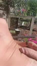 Lekker genieten in de tuin, film 00:00:00, 23 reacties, 56 stemmen