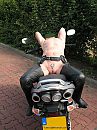 Lekker op mijn bike., foto 1200x1600, 23 reacties, 170 stemmen