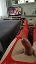 Lekker stijf, foto 2250x4000, 3 reacties, 12 stemmen