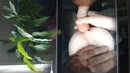 Love to jerk in her, film 00:00:30, 1 reacties, 6 stemmen