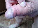 Mooi ontbloot, foto 4000x3000, 0 reacties, 4 stemmen
