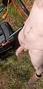 Naakt tuinieren dag inhalen, foto 1288x2640, 2 reacties, 15 stemmen