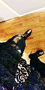 New boots, foto 902x1792, 3 reacties, 3 stemmen
