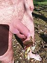 Ook dat blad gaat vallen, foto 3000x4000, 0 reacties, 6 stemmen