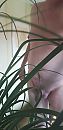 Palm tree ., foto 1944x4000, 1 reacties, 3 stemmen