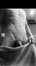 Reveal..., foto 828x1498, 0 reacties, 5 stemmen