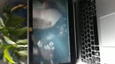 She is so geil, film 00:00:26, 1 reacties, 6 stemmen