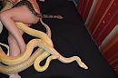 Snakeshoot, foto 4000x2659, 4 reacties, 13 stemmen