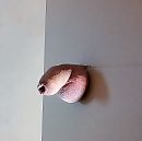 Through a hole. (onbewerkt), foto 1652x1650, 3 reacties, 7 stemmen