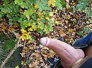 Vanmiddag weer de bossen in..., foto 4000x3000, 3 reacties, 19 stemmen