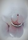 Zacht., foto 1785x2525, 2 reacties, 6 stemmen