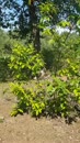 Zit weer heerlijk in de bossen, film 00:00:00, 2 reacties, 23 stemmen